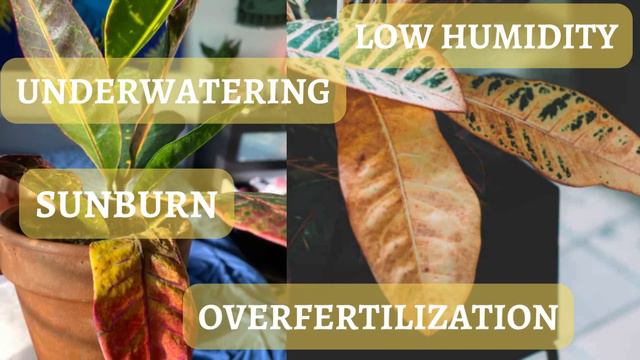 Croton Plants Problems: Tips and Solutions смотреть онлайн