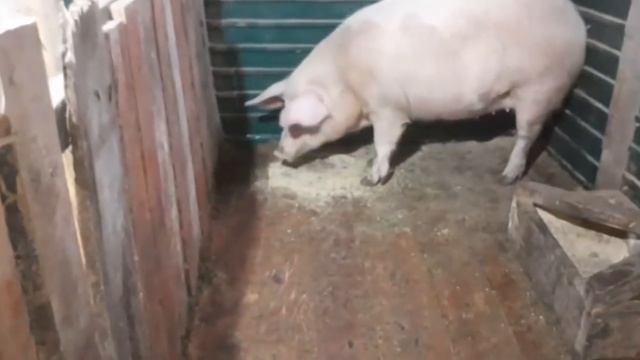 Сделай Сам для Души