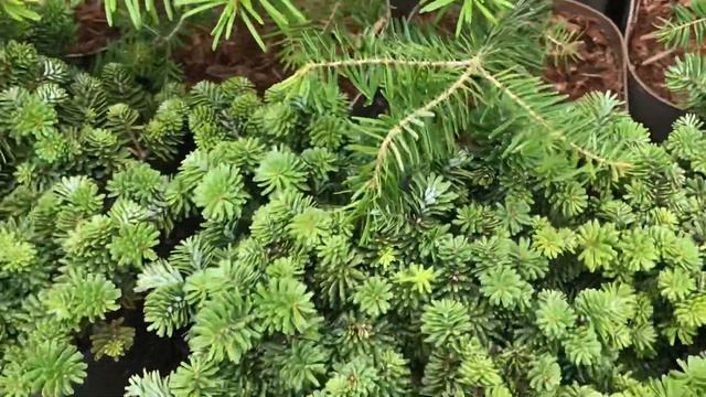 Хвойные в Оби! Большой выбор. смотреть онлайн