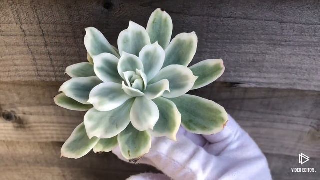 Echeveria Lemon Rose