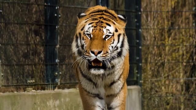 Звук африканского тигра / Как рычит тигр / Рычание злого тигра / The sound of the African Tiger смотреть онлайн