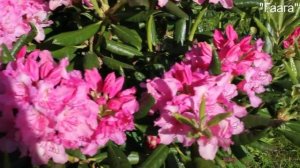 Зимостойкие вечнозеленые рододендроны финской селекции, правильная посадка