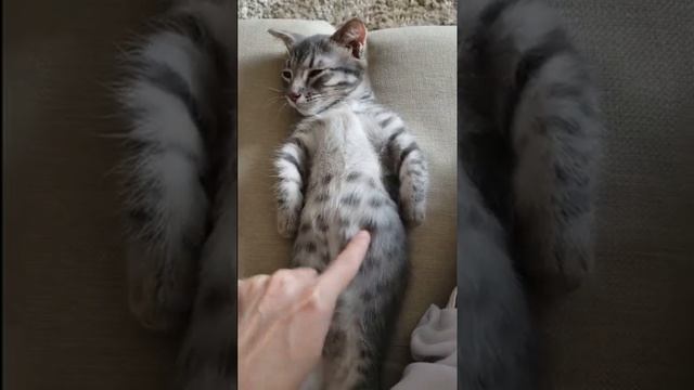 Phone call from cat смотреть онлайн