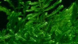 РОЖДЕСТВЕНСКИЙ МОХ. СОДЕРЖАНИЕ В АКВАРИУМЕ