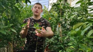 Лимон Мейера . Начинается листопад - что делать?  Лучший из лимонов!