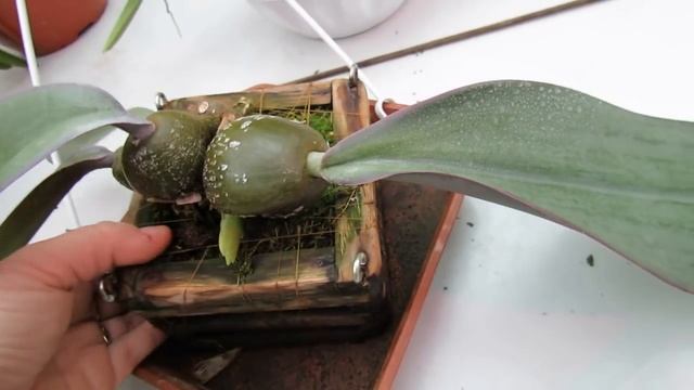 Bulbophyllum Phalaenopsis  и уход