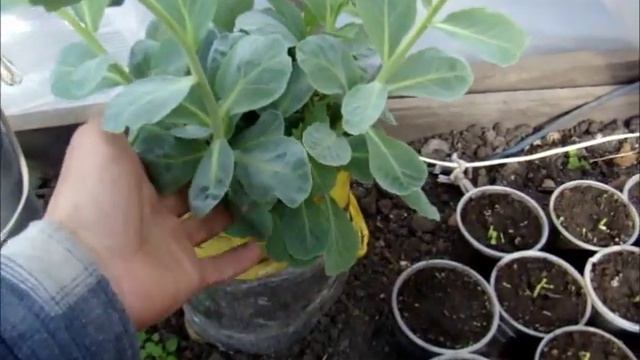 Капуста из ямы на посадку