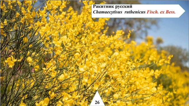 ФЛОРА И ЗАПОВЕДНЫЕ ЗОНЫ УЛЬЯНОВСКОЙ ОБЛАСТИ смотреть онлайн