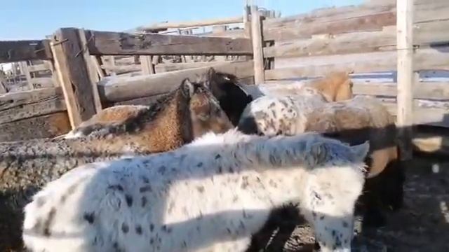 Забайкальская кучерявая. 2020 г. Жеребята в расколе. 3 смотреть онлайн