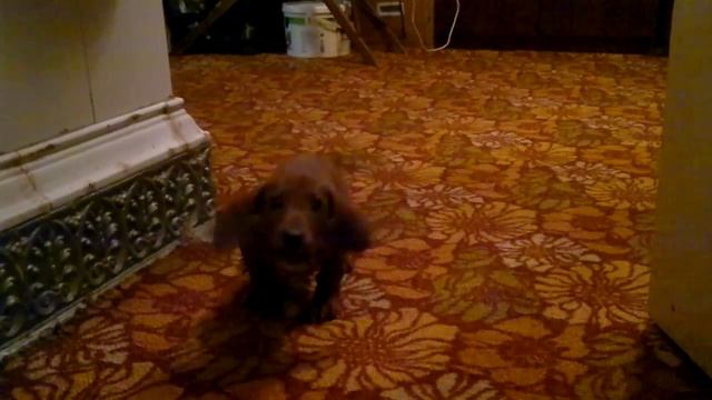 Злой щенок таксы)) смотреть онлайн