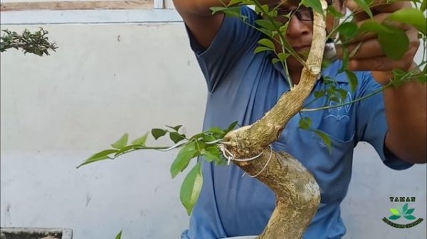 RESTYLE atau REVISI BONSAI KEMUNING (Murraya Paniculata)