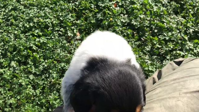 Chiots épagneul breton de 1 mois смотреть онлайн