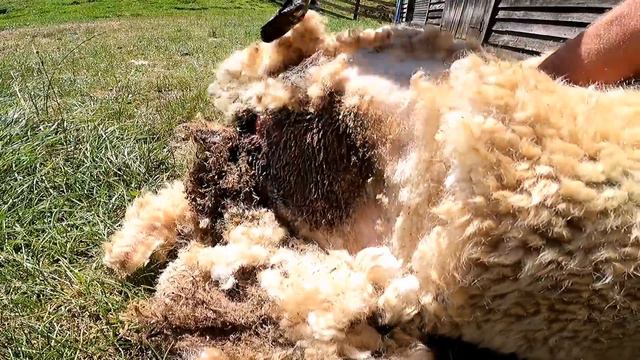 MAGGOTS! Let's save this sheep! - Slow-mo maggot removal смотреть онлайн