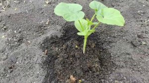 Нюансы, которые надо учесть при высадке рассады тыквы, чтобы урожай вас порадовал!