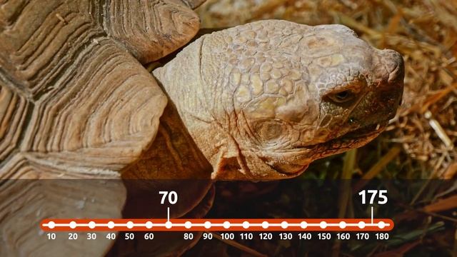 LA TORTUGA ? Animales para niños ? Episodio 3 смотреть онлайн