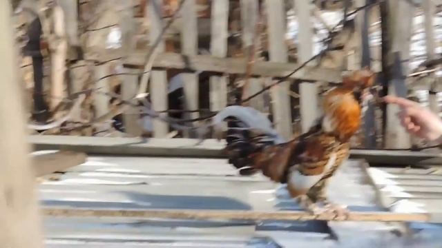 Золотой петушок, Golden Rooster, Павловская порода кур, смотреть онлайн