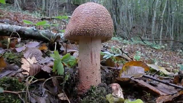 Amanita rubescens (Pers. : Fr.) S.F. Gray смотреть онлайн