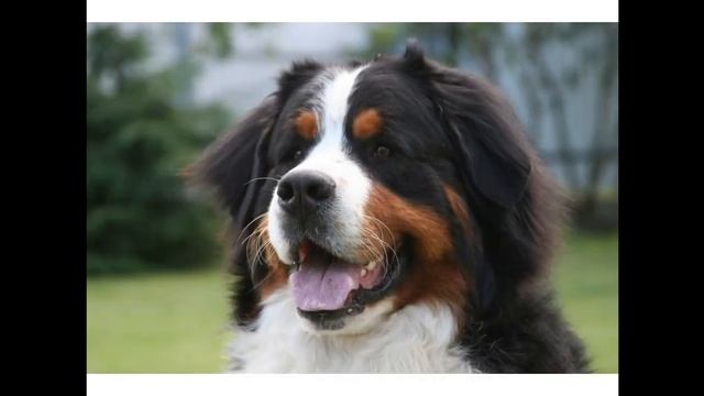 Порода собак бернский зенненхунд смотреть онлайн