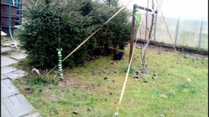 Просто щенки.mp4