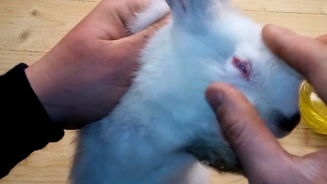Лечение конъюнктивита у кроликов. смотреть онлайн