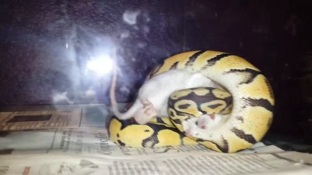 Pastel Ball Python feeding response смотреть онлайн