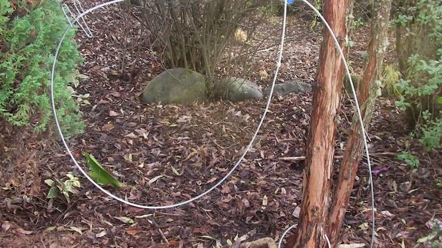 Раненый тигр пришел в дом к человеку за помощью. Тогда он сделал нечто удивительное. смотреть онлайн