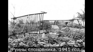 Как спасали зоопарк в блокадном Ленинграде.