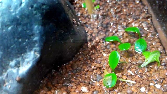 Сажаем глоссостигму смотреть онлайн