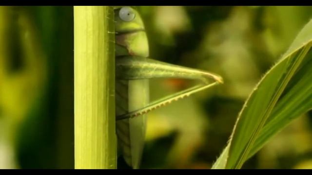 Букашки: - катапульта