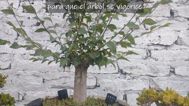 3 Años De Trabajo Resumidos En 5 Minutos! | Como Hacer Un Bonsai De Olmo Estilo Escoba Hokidachi