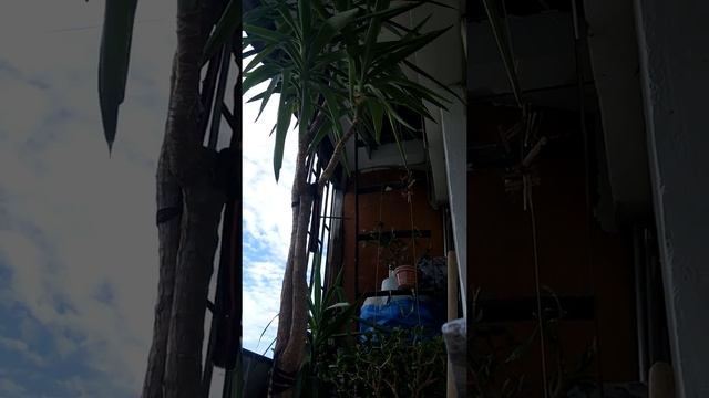 Пересадка больших комнатных растений - "Юкка" смотреть онлайн