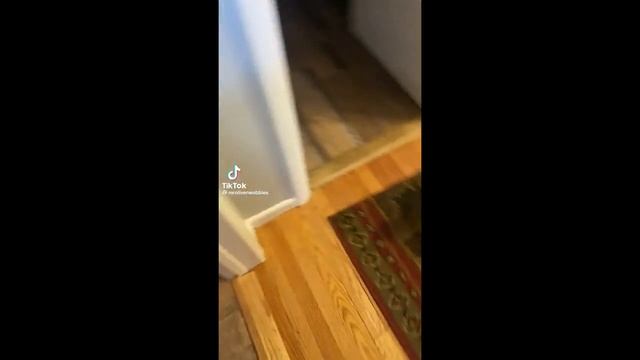 СМЕШНЫЕ КОШАЧЬИ МЕМЫ СБОРНИК 2022 Номер 97 смотреть онлайн