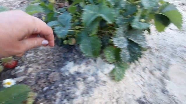 Ніжна, запашна і соковита ягода - Розана Київська (продовження) і порада до часу... смотреть онлайн