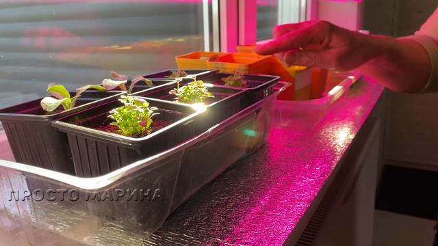 Подсветка рассады. смотреть онлайн