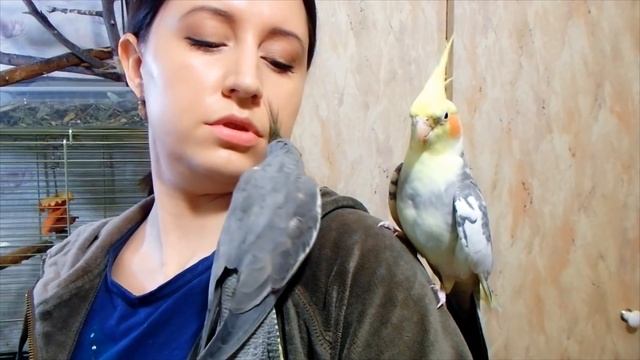 Борьба попугаев Бони и Яши за шнурочек. Смелые попугаи. смотреть онлайн