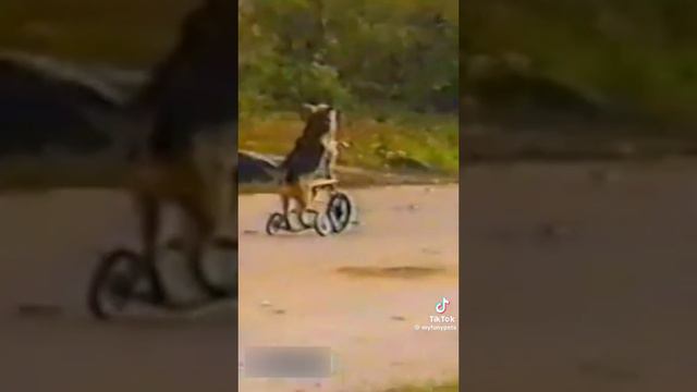 Гнать вилисепед 😂 смотреть онлайн