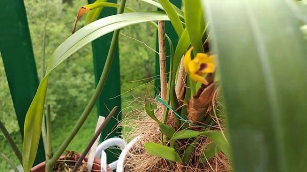 Maxillaria variabilis. First blossom and care. Первое цветение и уход.