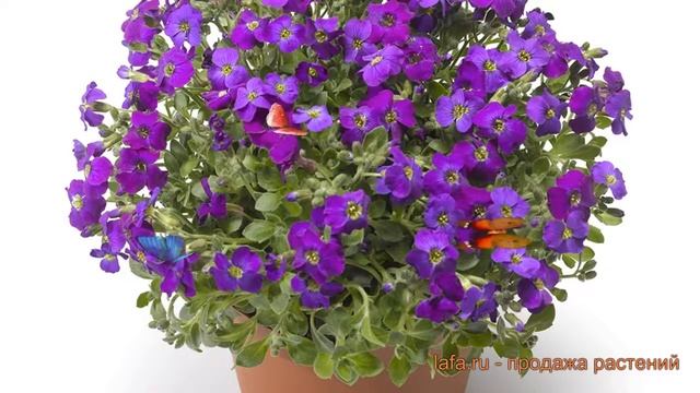 Аубреция гибридная Парпл Шейдес (purple shades) ? обзор: как сажать, семена аубреции Парпл Шейдес смотреть онлайн