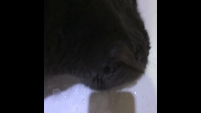 Невероятный Кот 🐱////Шок ///Кот+ванна #### смотреть онлайн