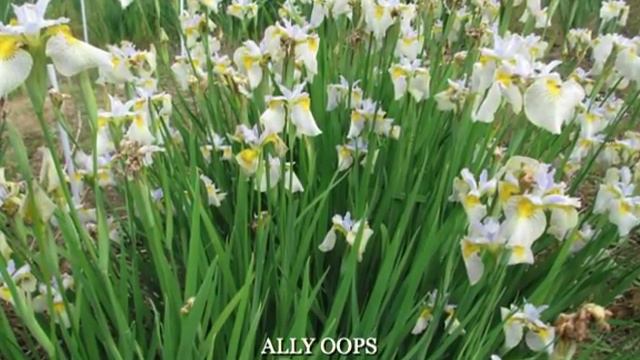 SIBERIAN IRIS FAVORITES смотреть онлайн