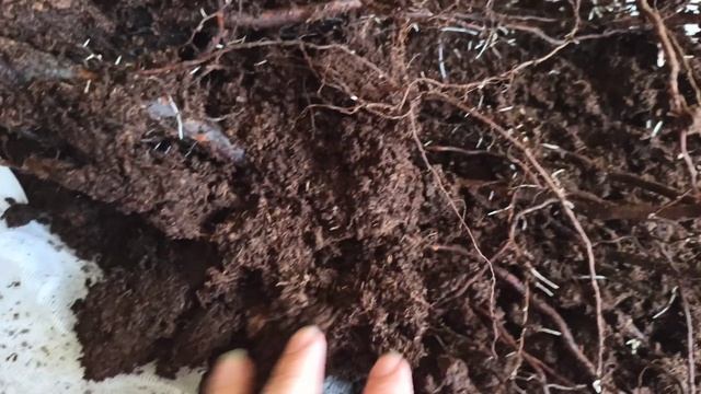 Розы?? Питомник АРОМАТ РОЗ?Обзор посылки с саженцами смотреть онлайн