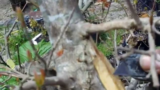 MASSIVE FIG CUTTING FOLLOW UP смотреть онлайн