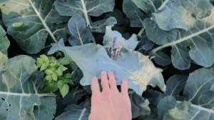 КАПУСТА БРОККОЛИ - СОВЕТЫ ДЛЯ БОЛЬШОГО УРОЖАЯ / а помогут обычные ПРИЩЕПКИ