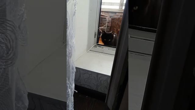 Шикарная Мейн-Кун кивает подписчикам