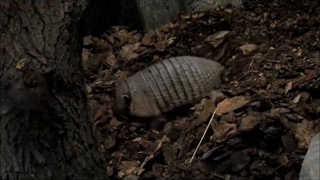 Броненосец 05.10.17г. смотреть онлайн