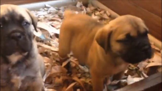 Bullmastiff LUCKY TEAM cuccioli lettera U/2014 - 36 giorni смотреть онлайн