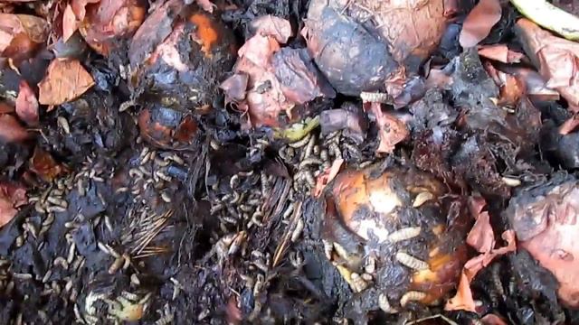 БГВ 28 Чёрная львинка на вольных хлебах смотреть онлайн