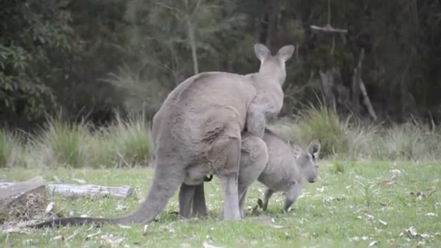 Kangaroos making sure their species doesn't die out ;) * Must watch! * #kangaroos смотреть онлайн
