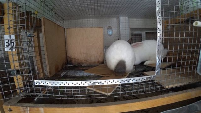 КАК ДОЛЖЕН РАБОТАТЬ КРОЛИК САМЕЦ (16+) смотреть онлайн