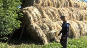 купили и сложили первую партию сена для коров, жизнь в деревне